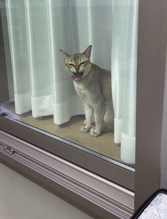 大きく口を開けて目を細める猫