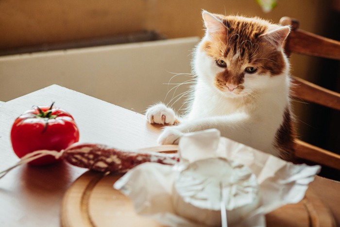 テーブルの食事を狙う猫