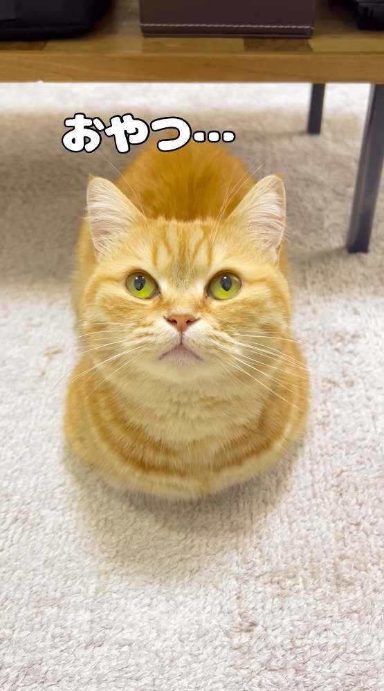 目を開いて飼い主を見上げる猫