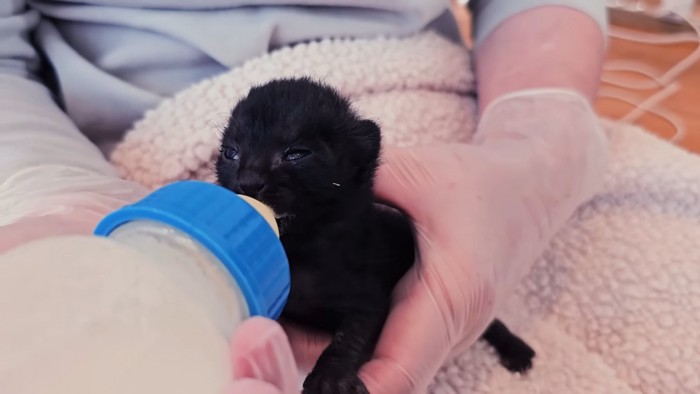 ミルクを飲む小さな子猫