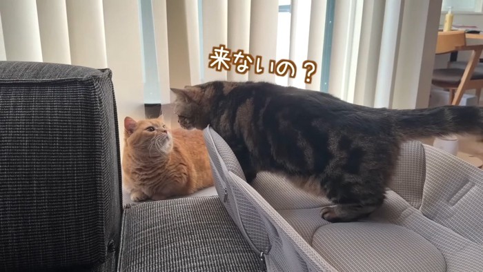 来ないの？
