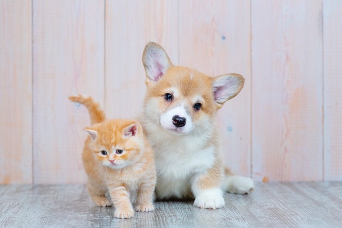 子猫と子犬