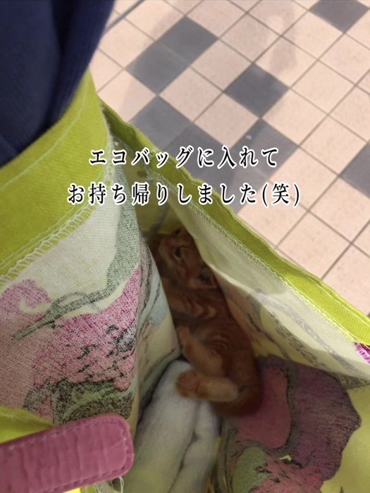 バッグの中にいる子猫