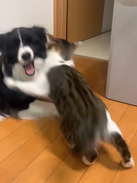 犬に飛びかかる猫
