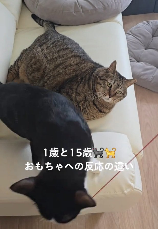 一歩も動かないももちゃん