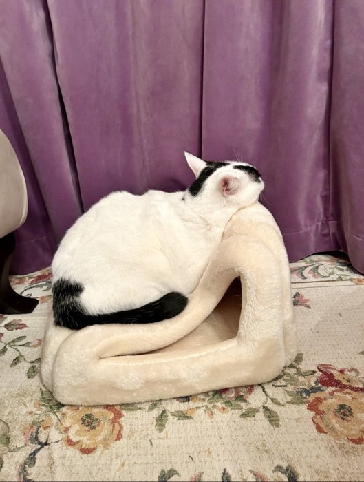 猫ベッドの上で眠る猫