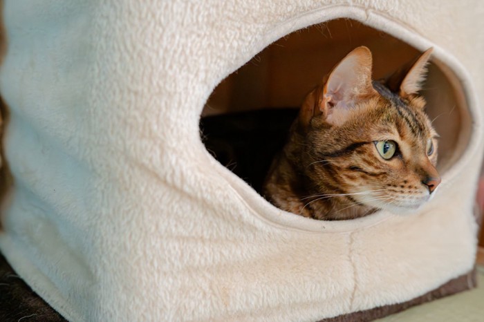 ハウスに入る猫