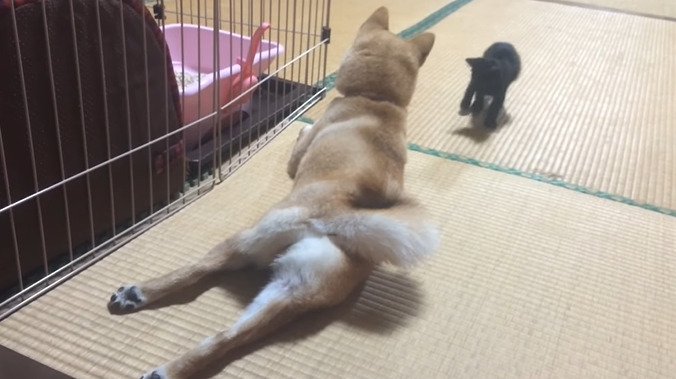 犬に近づいていく子猫