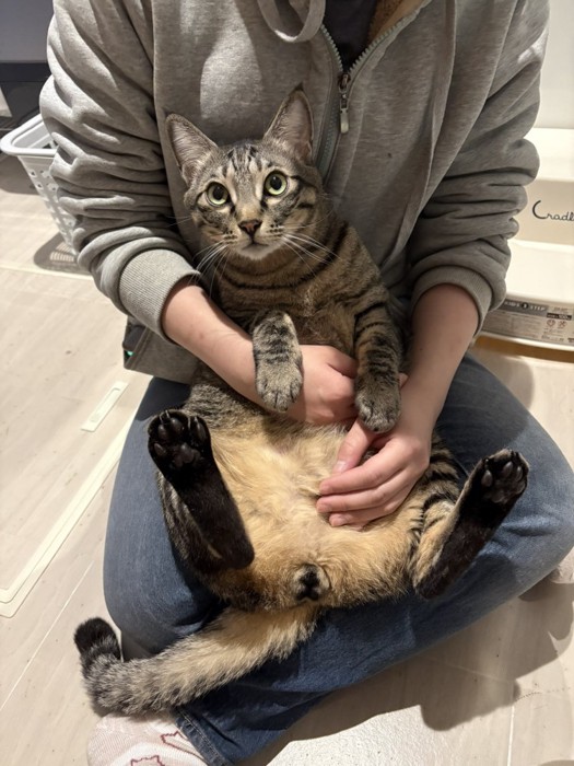 抱っこされている猫