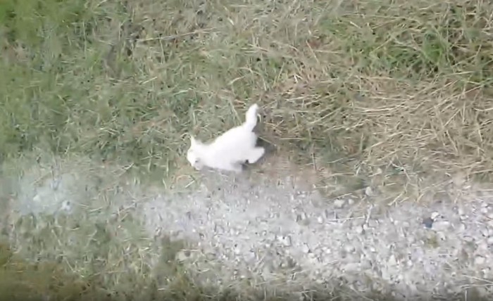 先に走り出す子猫