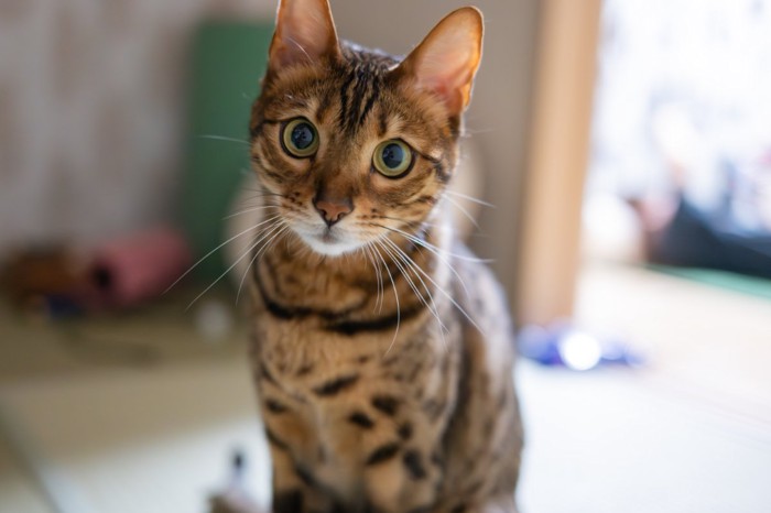 じっと見つめる猫