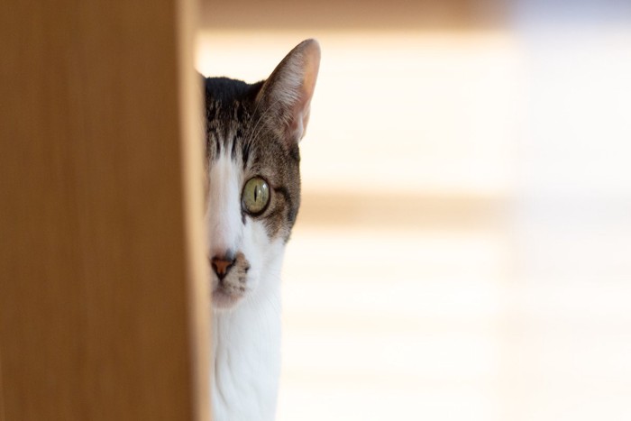 物陰からこちらを見ている猫