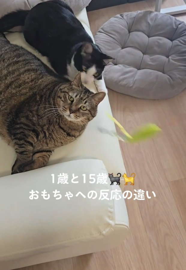 おもちゃを追うるるくんと飼い主さんを見るももちゃん
