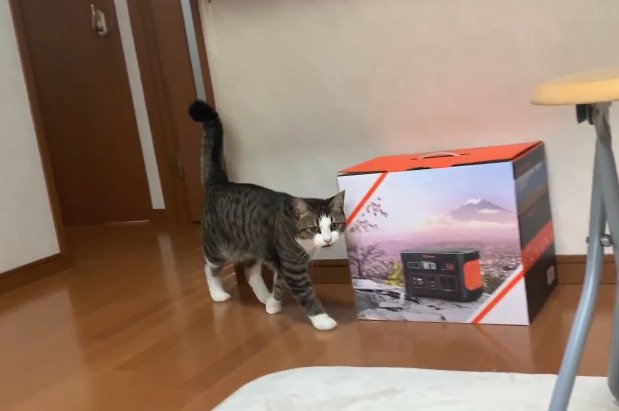部屋を歩く猫