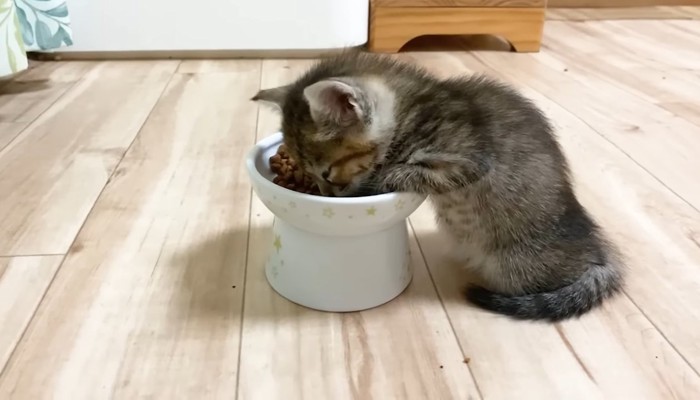 食べている子猫ちゃん