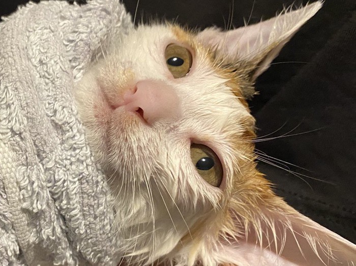 遠くを見つめるような表情の子猫