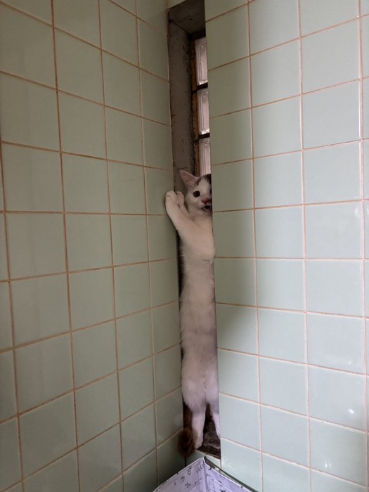 隙間に入る猫