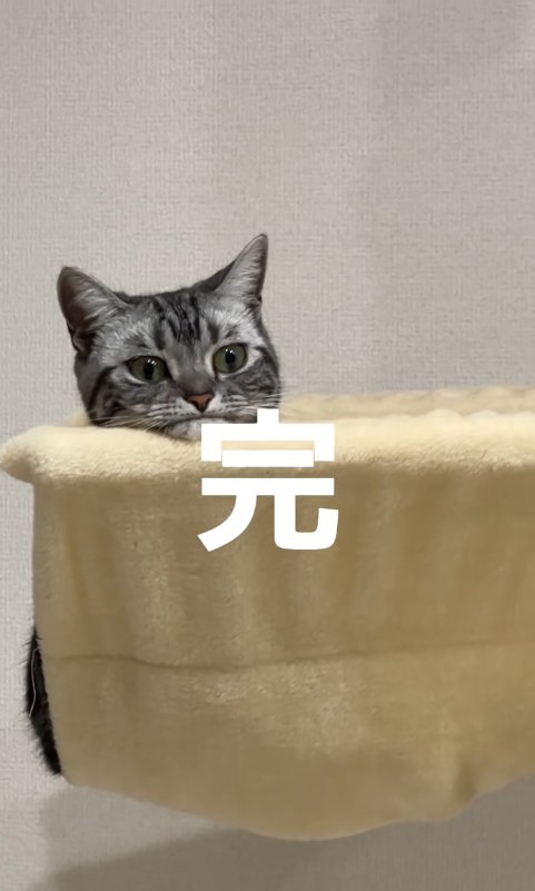 ハンモックの中にいるやや画面右側を見つめる猫「完」