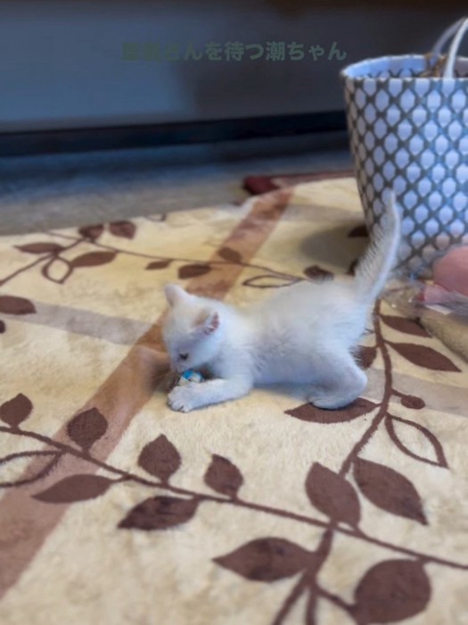 おもちゃで遊ぶ子猫