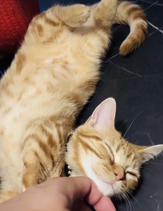 飼い主さんに顎を撫でられるマンチカン