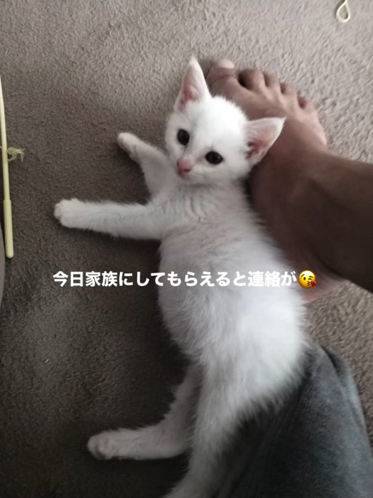 横になる子猫
