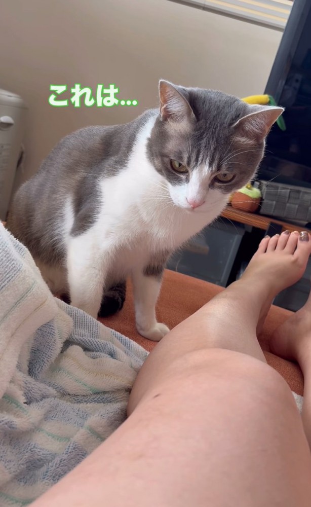 足を見つめる猫