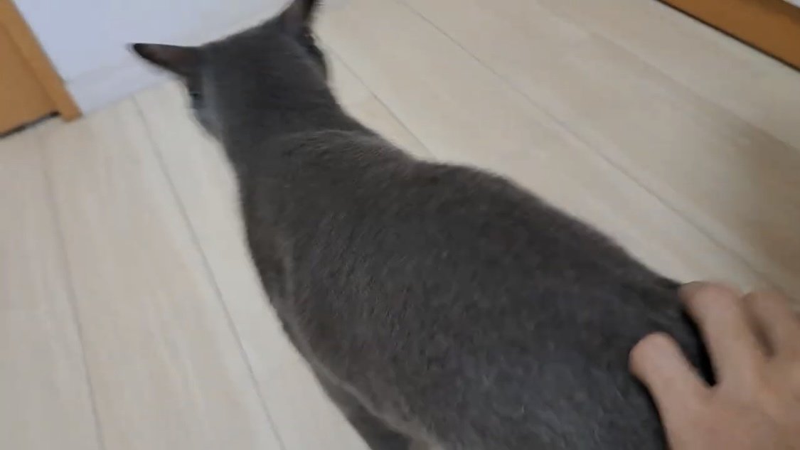 お尻を揉まれる猫