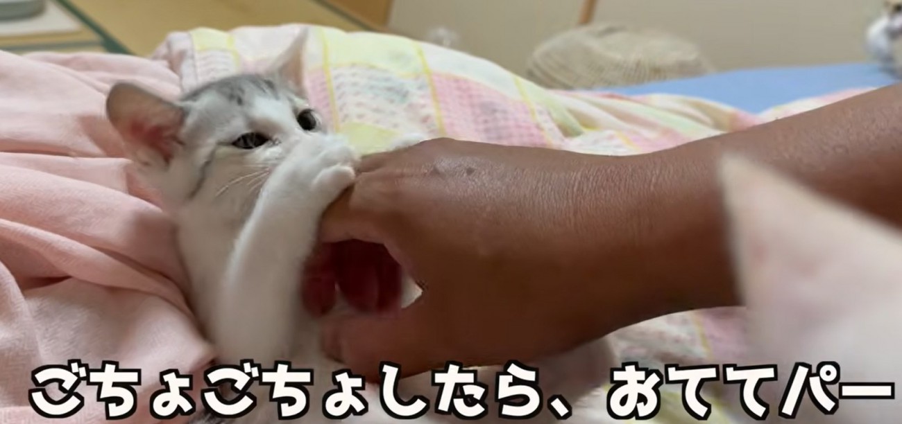 お腹をなでながら手にじゃれつく子猫(こちょこちょしたら、おててパー)