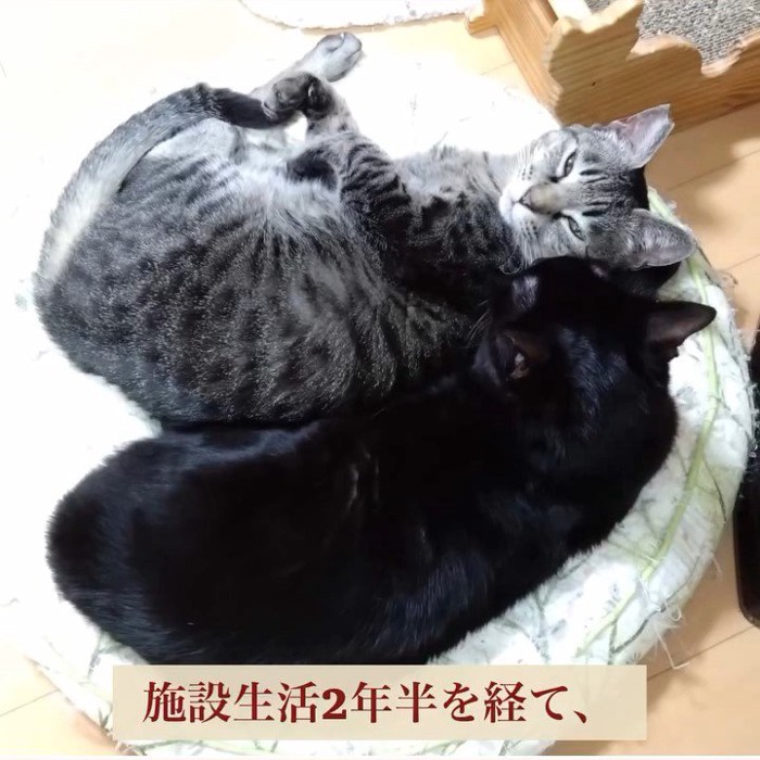 丸くなる2匹の猫