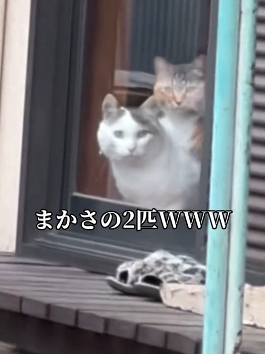 外を見る2匹の猫