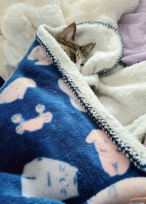 毛布にくるまる猫