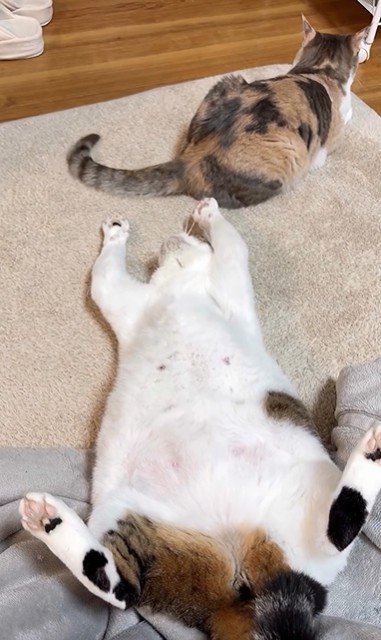仰向けで他の猫にちょっかいをかけている猫