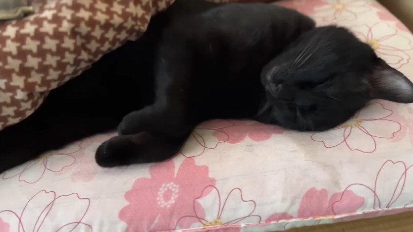 眠る黒猫