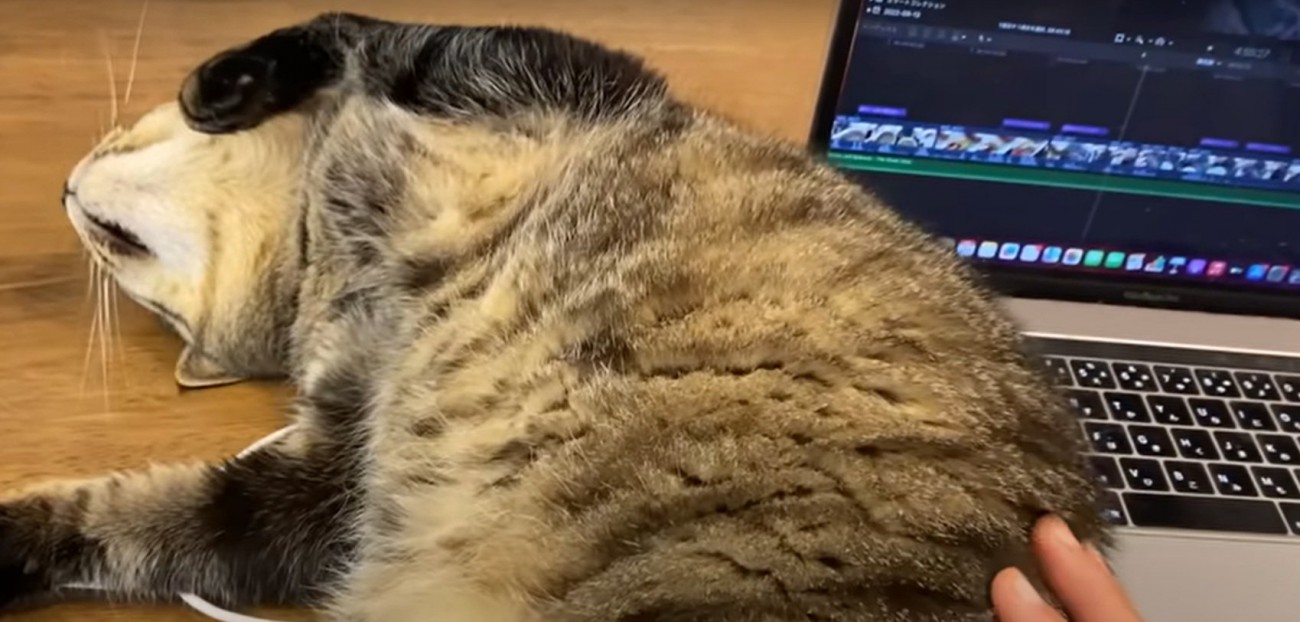 飼い主に甘える猫