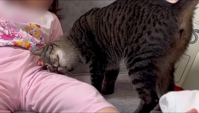 女の子に頭を擦り付けるキジトラ猫