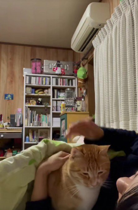 ベッドに入る猫と飼い主