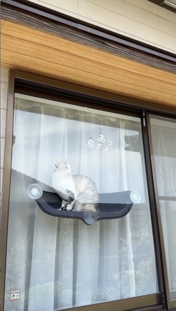 鳥を見つける猫