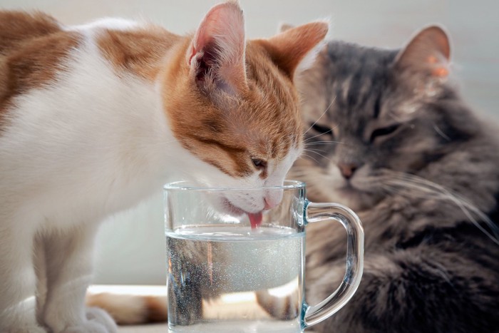 水を飲む猫