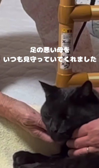 なでられる猫