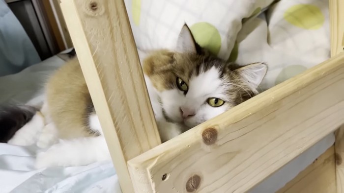 ベッドで寝ている長毛の猫
