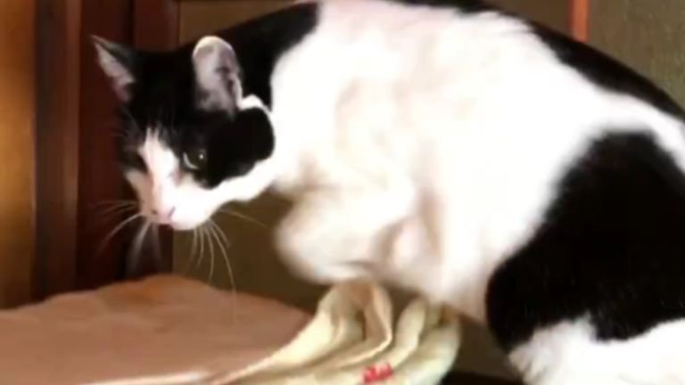 タンスの上にいる猫