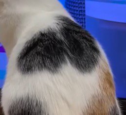 黒いぶち模様が並んだ猫の背中