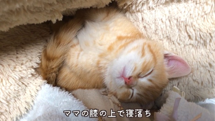 寝落ちする子猫%%