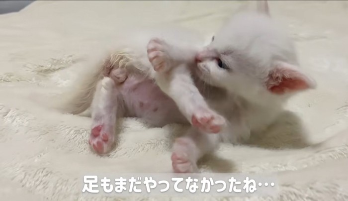 横になって毛づくろいしている子猫