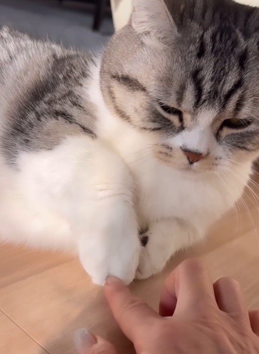 前足を引き抜いて、女性の手を見つめる猫