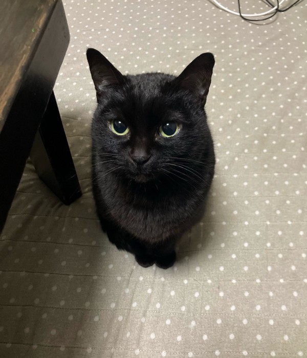 座っている黒猫ちゃん