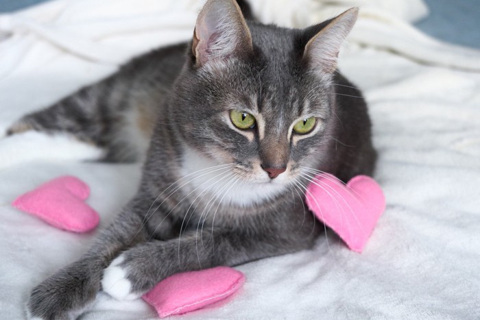 ハートのクッションに囲まれる猫