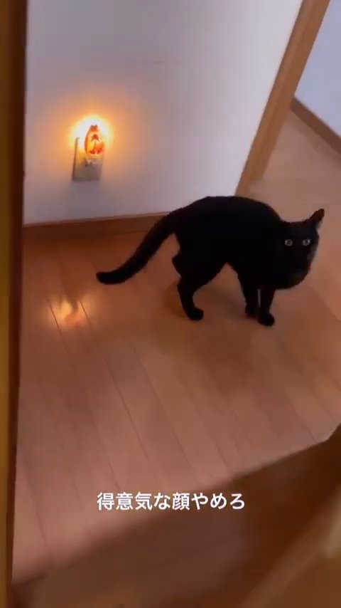 廊下にいる黒猫