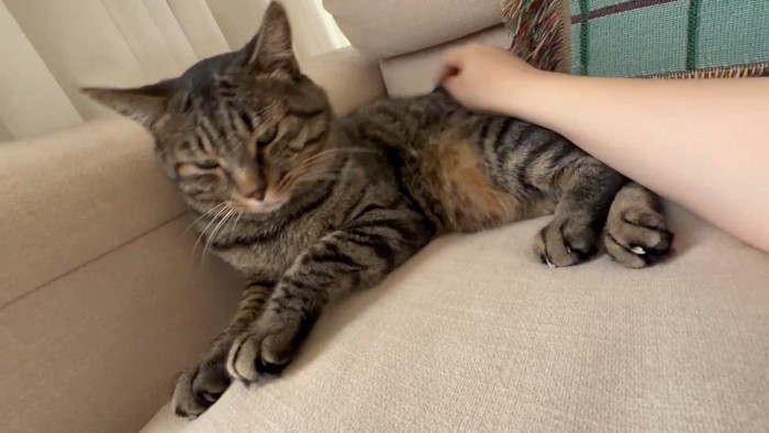 背中を撫でられる猫