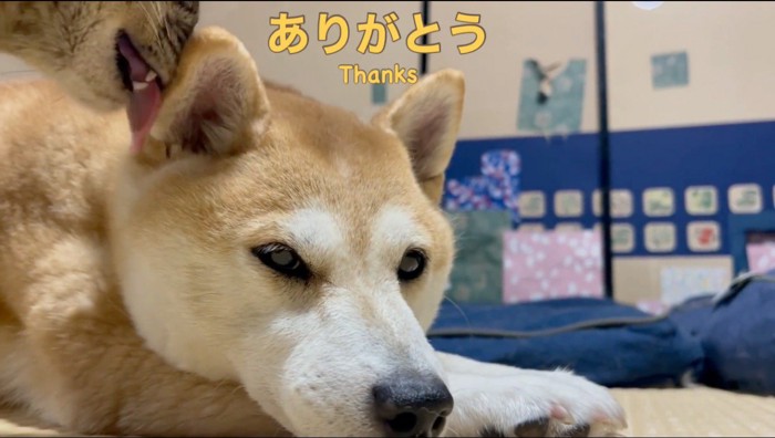 犬の耳を舐める猫